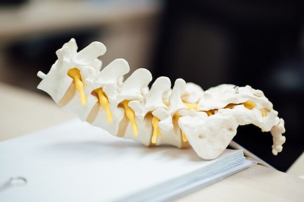 Anatomický model lidské páteře